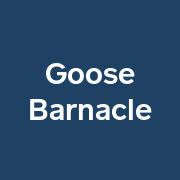 (c) Goosebarnacle.com